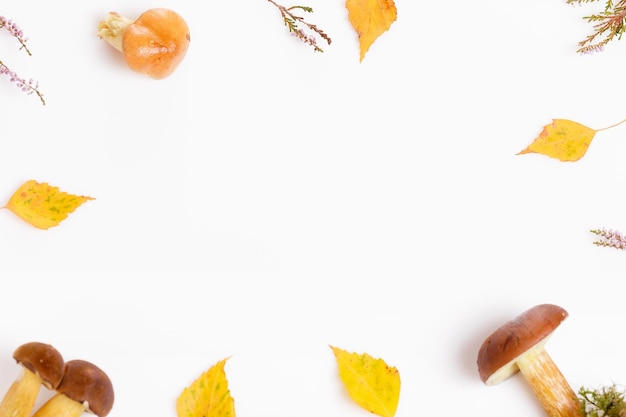 Wild fresh mushrooms on white Orange Birch Bolete Copyspace Autumn background