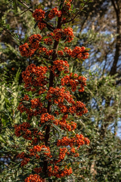 Wild fruit found in the tree in nature