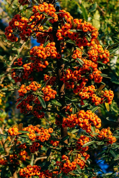 Foto frutti selvatici presenti sugli alberi in natura