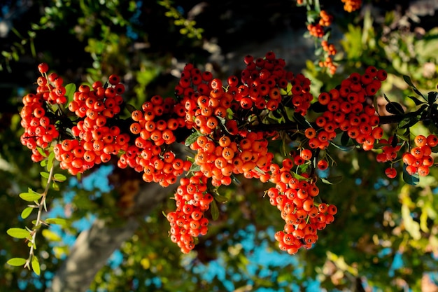 Wild fruit found in tree in the nature