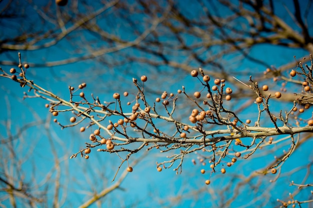 Wild fruit found in the tree in nature