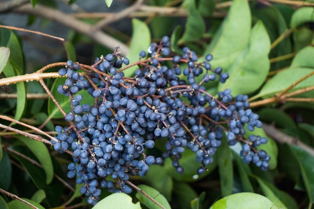 Wild fruit gevonden in de natuur