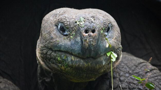 野生のガラパゴス巨大カメ サンタクルーズ島