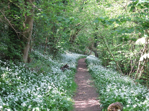 Wild garlic along a path