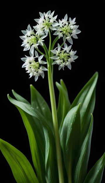 孤立した黒い背景に野生のニンニクの花