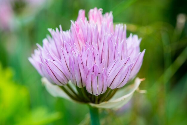 Wild garlic flowers purple flowers on a green blurred background, selective focus