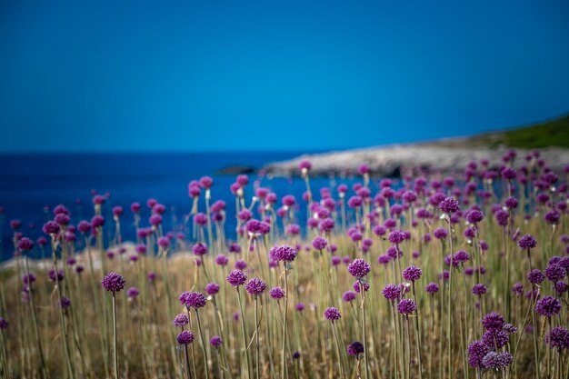 Wild garlic flowers on the quakes islands