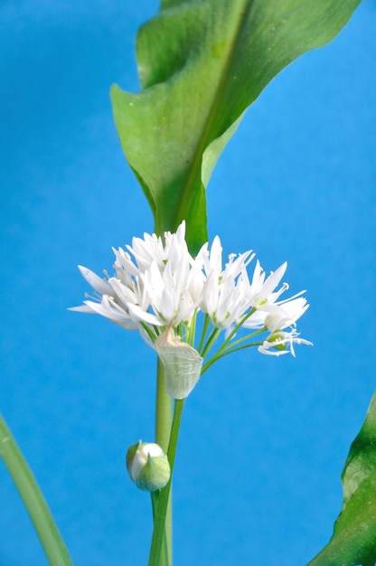 Wild garlic