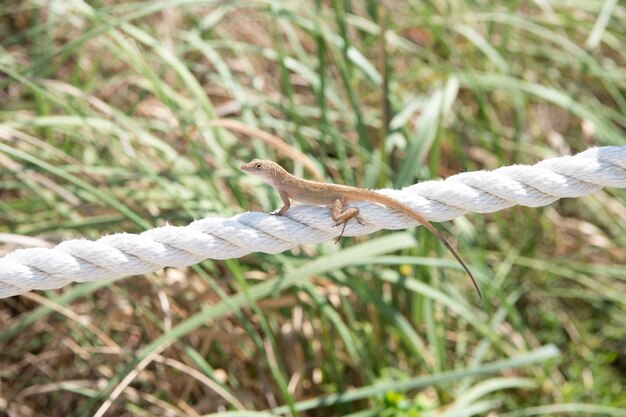 Wild gecko lizard squamate reptile sitting on rope in nature natural background