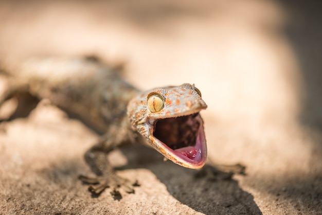 Photo wild gecko open mouth