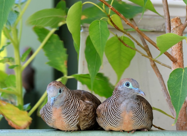 Wild Gestreept Duifpaar die zij aan zij bij het balkon, Bangkok, Thailand neerstrijken