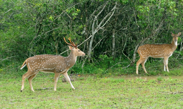 Wild gevlekte herten in Yala National park, Sri Lanka