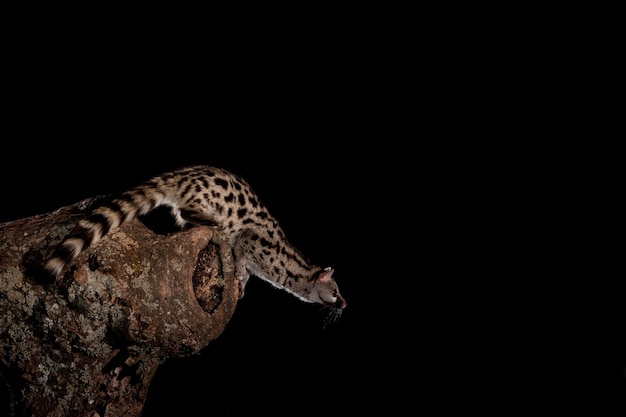 Wild Gewone genet Genetta genetta Avila Spanje