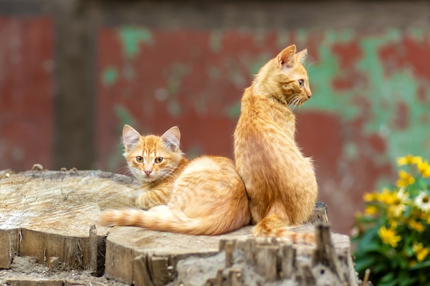 Wild ginger kittens are resting in a tree garden