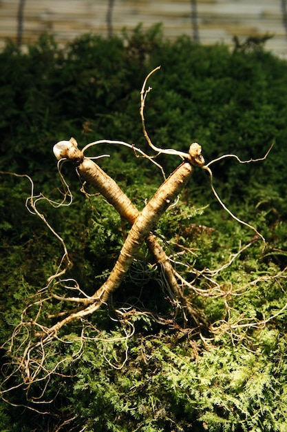 Wild ginseng root and moss