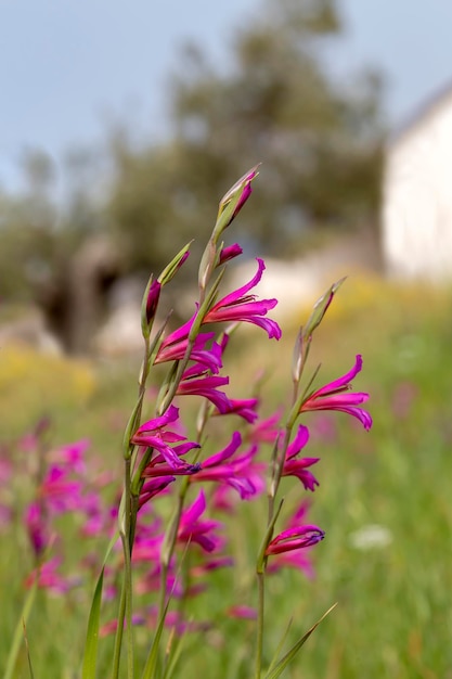 Wild gladiolus Gladiolus communis grows in a meadow on a sunny spring day