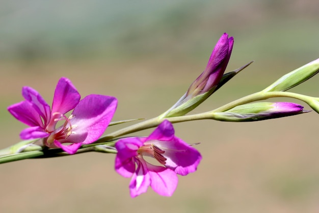 野生のグラジオラス紫の花