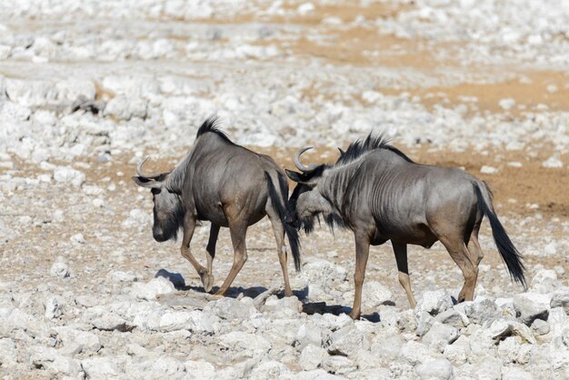 Wild gnu antelope in in African national park