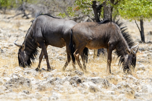 Дикие гну антилопы в африканском национальном парке