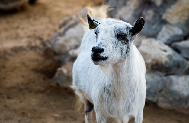 写真 動物園の野生のヤギ