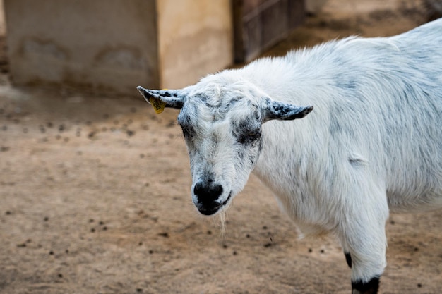 写真 動物園の野生のヤギ