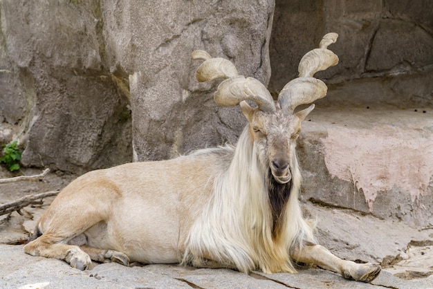 Wild goat on the rock Herbivore in nature