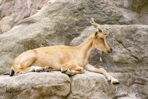 Capra selvatica sulla roccia erbivoro in natura