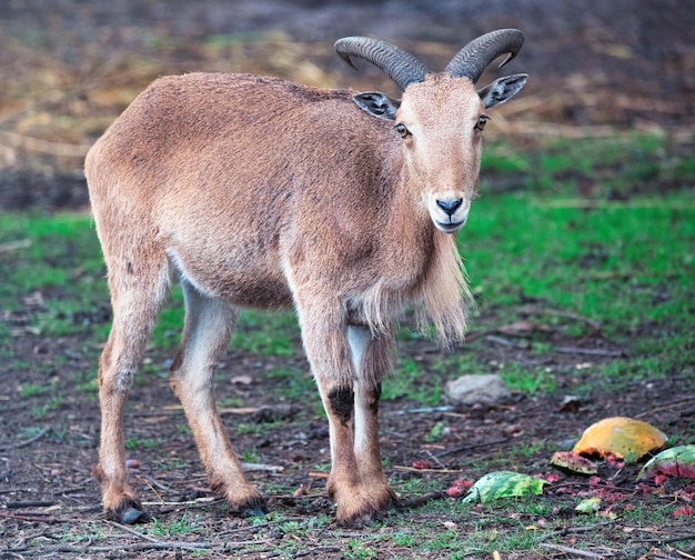 動物園の野生のヤギ 飼育下の野生動物の生活