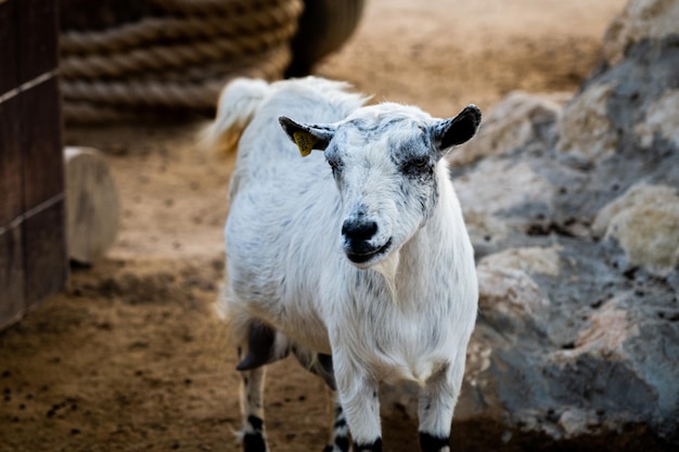 Wild goat in the zoo