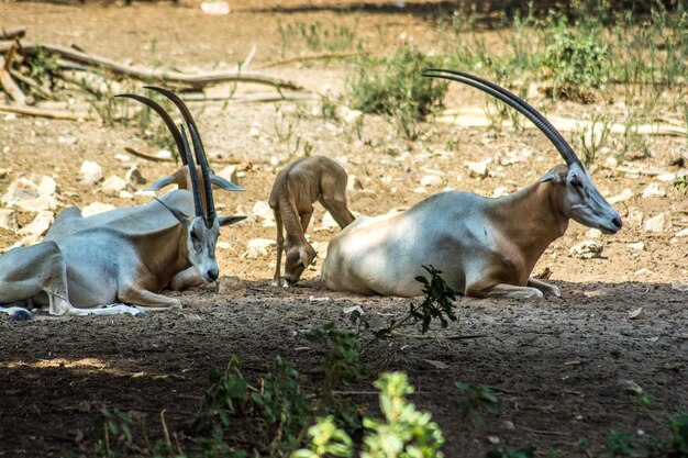 写真 野生のヤギ