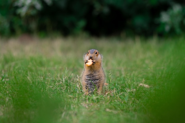 Wild gopher in natural environment. Cute gopher eats a carrot.