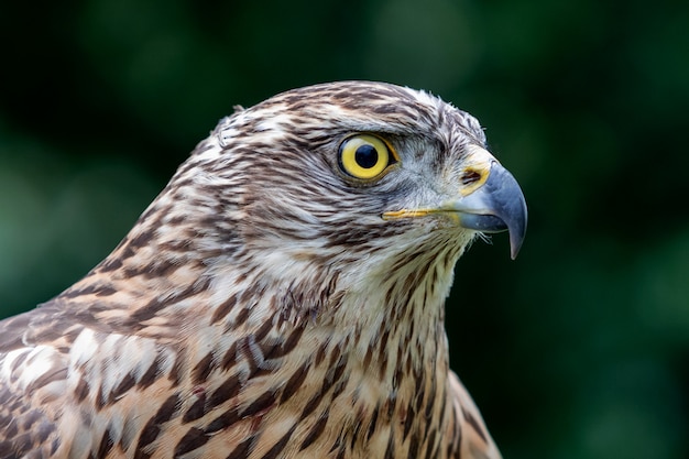 Wild goshawk