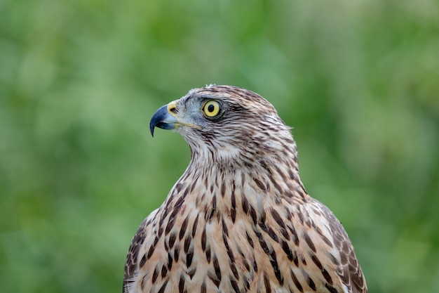 Wild goshawk