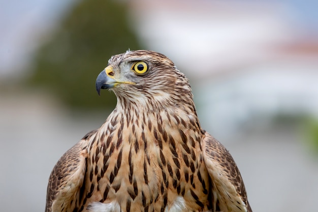 Photo wild goshawk