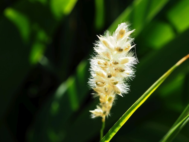 wild grain in a summer meadow