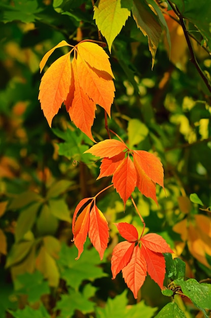 Wild grape leaves