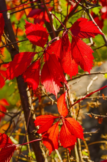 野生ブドウの赤い葉、自然の季節の秋のヴィンテージの背景
