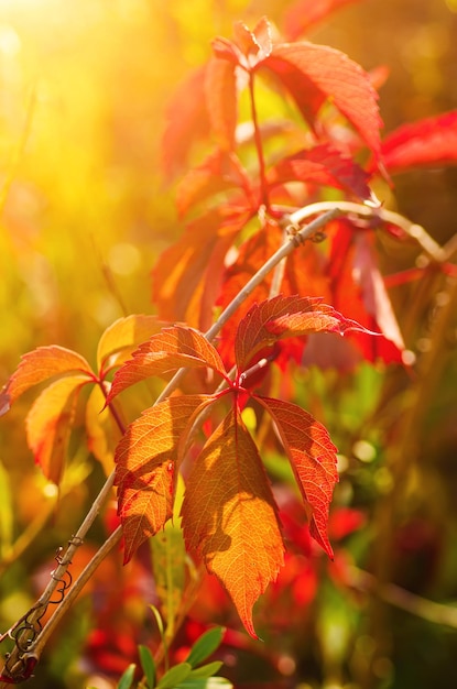 Wild grape red leaves natural seasonal autumn vintage background