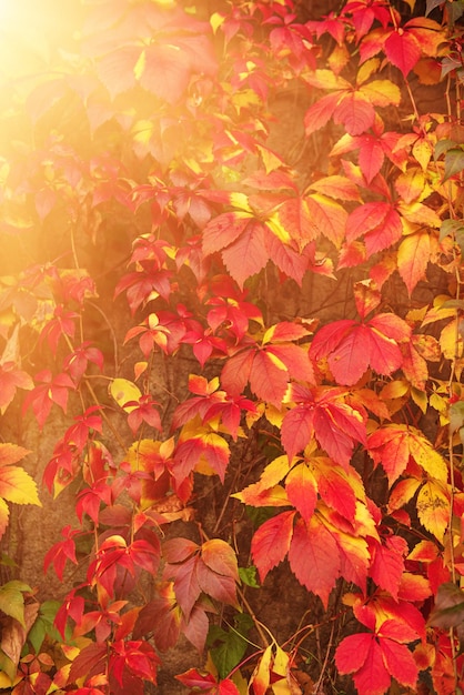 野生のブドウの赤の葉自然な季節の秋のヴィンテージの背景