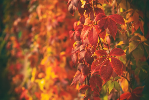 Wild grape red leaves