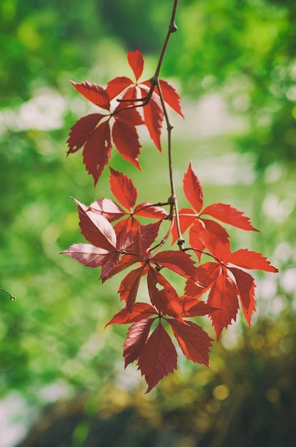 Wild grape red leaves