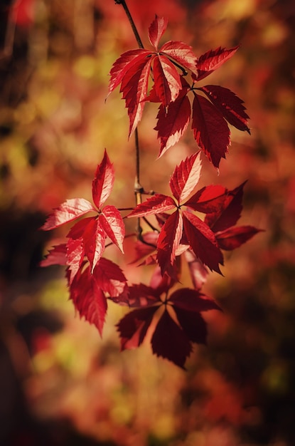 Wild grape red leaves