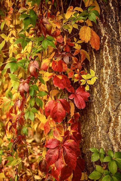 Wild grape red leaves