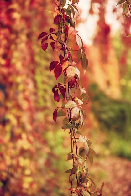 Wild grape red leaves