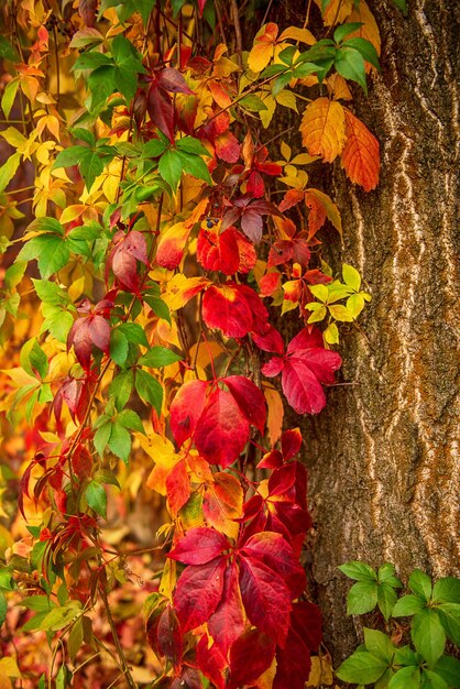 Wild grape red leaves