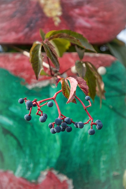 Wild grapes on a green wooden background. Autumn time