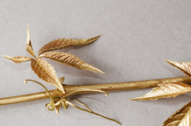 Wild grapes leaves painted in gold. Concept still life on grey background.