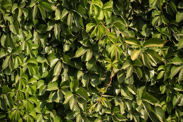 Wild grapes leaves.