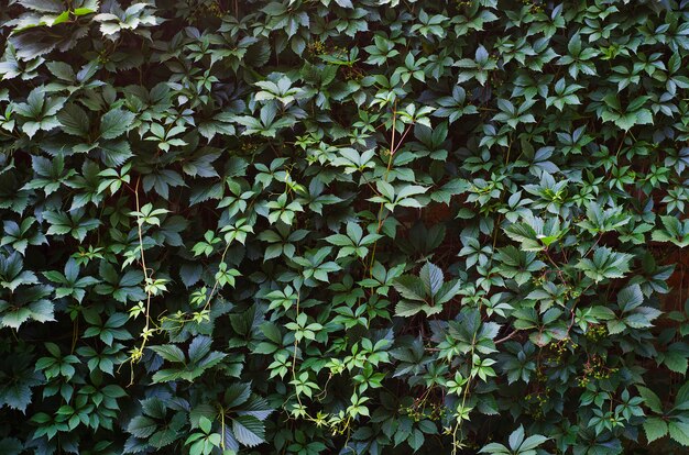 Wild grapes lined the brick wall