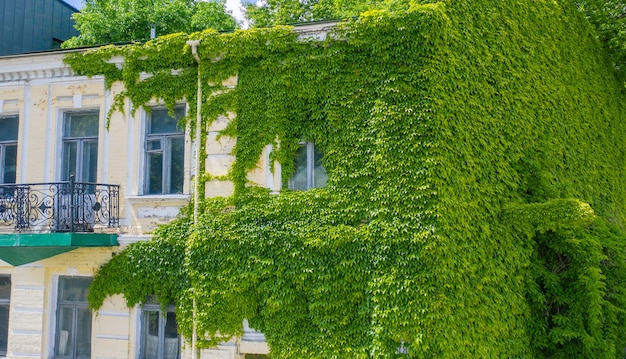 Wild grapes on the wall of the house